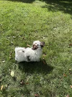 Toffee , a male Shichon for sale in Dayville, CT – 3 of 3