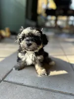 Snickers , a female Morkie for sale in Dayville, CT – 3 of 3