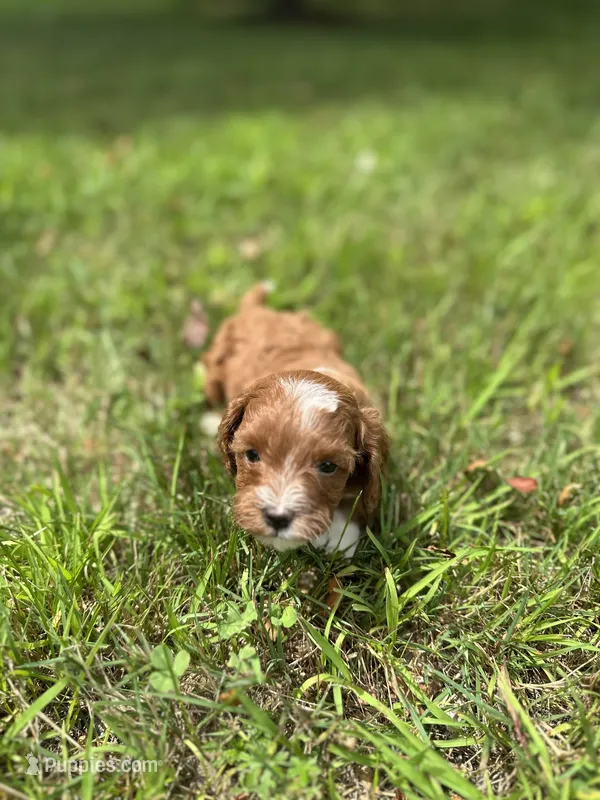 Dot – Cavapoo puppy for sale in Dayville, CT