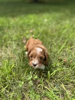 Dot, a female Cavapoo for sale in Dayville, CT – 1 of 3