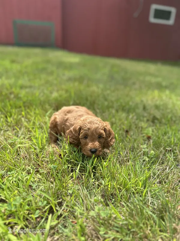 Rocco – Cavapoo puppy for sale in Dayville, CT