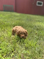 Rocco, a male Cavapoo for sale in Dayville, CT – 1 of 2