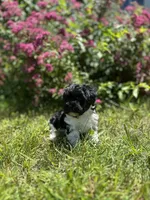 Smidge , a female Shichon for sale in Dayville, CT – 2 of 2