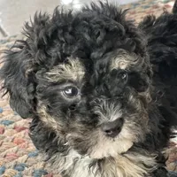 Chloe, a female Shichon for sale in Dayville, CT – Photo 3 of 3