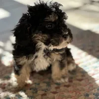 Chloe, a female Shichon for sale in Dayville, CT – Photo 1 of 3