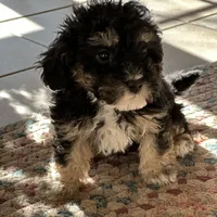 Chloe, a female Shichon for sale in Dayville, CT – Photo 2 of 3