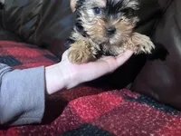 Charlie , a male Yorkshire Terrier for sale in Connelly Springs, NC – Photo 4 of 4