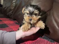 Charlie , a male Yorkshire Terrier for sale in Connelly Springs, NC – Photo 3 of 4