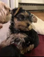 Charlie , a male Yorkshire Terrier for sale in Connelly Springs, NC – Photo 2 of 2