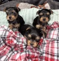 Charlie, a male Yorkshire Terrier for sale in Connelly Springs, NC – Photo 1 of 3