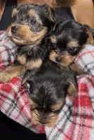 Charlie, a male Yorkshire Terrier for sale in Connelly Springs, NC – Photo 3 of 3