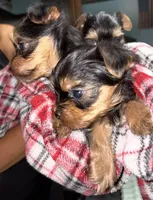 Charlie, a male Yorkshire Terrier for sale in Connelly Springs, NC – Photo 2 of 3