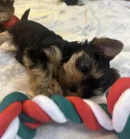 Charlie , a male Yorkshire Terrier for sale in Connelly Springs, NC – Photo 1 of 2