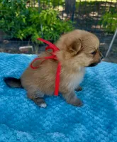 Emma, a female Pomeranian for sale in Stockton, CA – 3 of 3