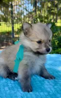 Henry, a male Pomeranian for sale in Stockton, CA – 3 of 3