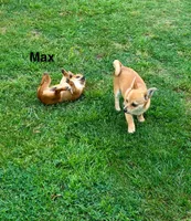 Max, a male Chihuahua and Pomeranian for sale in Stockton, CA – Photo 2 of 4