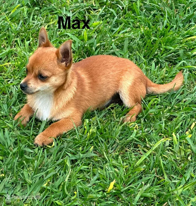 Max – Chihuahua, Pomeranian puppy for sale in Stockton, CA