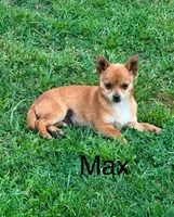 Max, a male Chihuahua and Pomeranian for sale in Stockton, CA – Photo 4 of 4