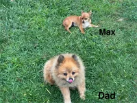 Max, a male Chihuahua and Pomeranian for sale in Stockton, CA – Photo 3 of 4