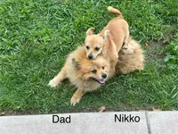 Nikko, a male Chihuahua and Pomeranian for sale in Stockton, CA – Photo 2 of 4