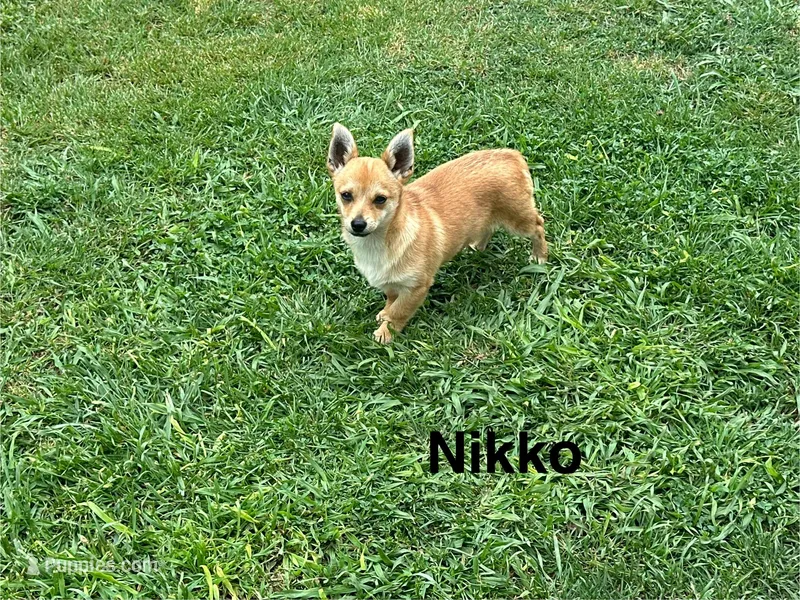 Nikko – Chihuahua, Pomeranian puppy for sale in Stockton, CA