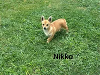 Nikko, a male Chihuahua and Pomeranian for sale in Stockton, CA – Photo 1 of 4