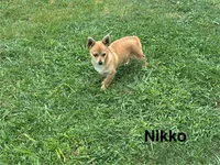 Nikko, a male Chihuahua and Pomeranian for sale in Stockton, CA – Photo 3 of 4
