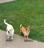 Nikko, a male Chihuahua and Pomeranian for sale in Stockton, CA – Photo 4 of 4