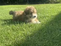 Charlie, a male Maltipoo and Pomeranian for sale in Stockton, CA – Photo 3 of 4