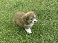 Charlie, a male Maltipoo and Pomeranian for sale in Stockton, CA – Photo 4 of 4