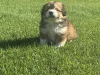 Charlie, a male Maltipoo and Pomeranian for sale in Stockton, CA – Photo 2 of 4