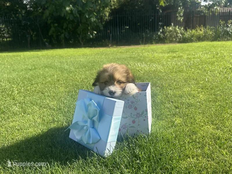Charlie – Maltipoo, Pomeranian puppy for sale in Stockton, CA