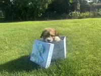 Charlie, a male Maltipoo and Pomeranian for sale in Stockton, CA – Photo 1 of 4