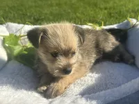 Brownie, a male Miniature Schnauzer and Pomeranian for sale in Stockton, CA – Photo 1 of 5