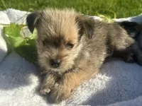 Brownie, a male Miniature Schnauzer and Pomeranian for sale in Stockton, CA – Photo 4 of 5