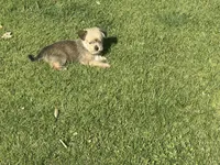 Brownie, a male Miniature Schnauzer and Pomeranian for sale in Stockton, CA – Photo 5 of 5