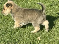 Brownie, a male Miniature Schnauzer and Pomeranian for sale in Stockton, CA – Photo 2 of 5