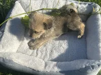 Brownie, a male Miniature Schnauzer and Pomeranian for sale in Stockton, CA – Photo 3 of 5