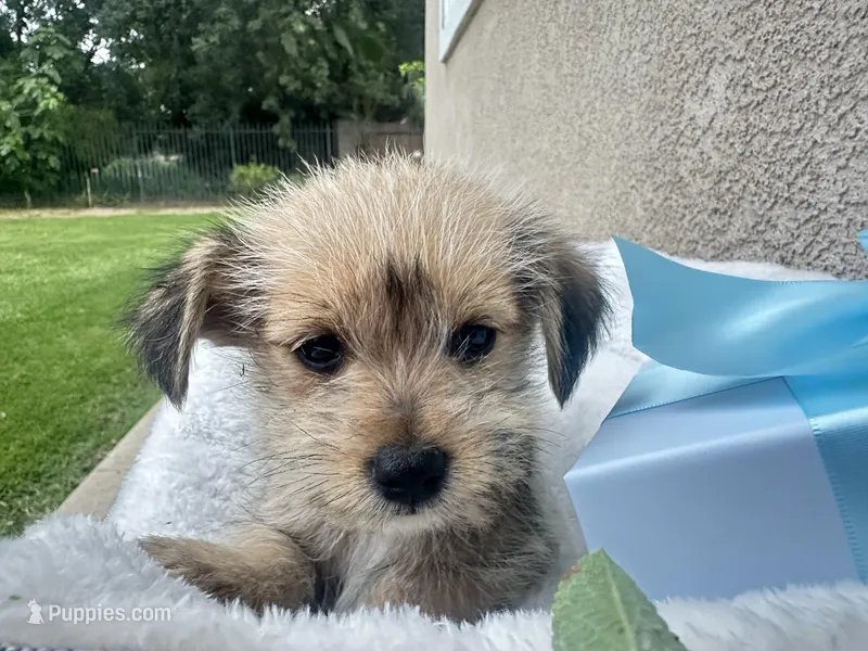 Brownie – Miniature Schnauzer, Pomeranian puppy for sale in Stockton, CA