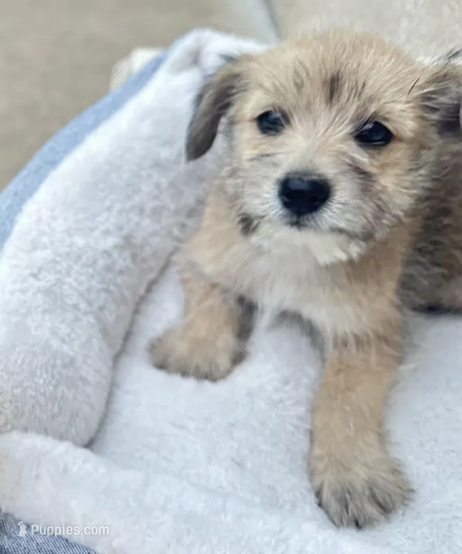 Nema – Miniature Schnauzer, Pomeranian puppy for sale in Stockton, CA