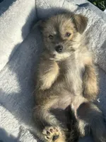 Nema, a female Miniature Schnauzer and Pomeranian for sale in Stockton, CA – Photo 3 of 6