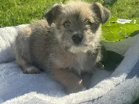 Nema, a female Miniature Schnauzer and Pomeranian for sale in Stockton, CA – Photo 4 of 6