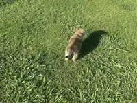 Nema, a female Miniature Schnauzer and Pomeranian for sale in Stockton, CA – Photo 6 of 6