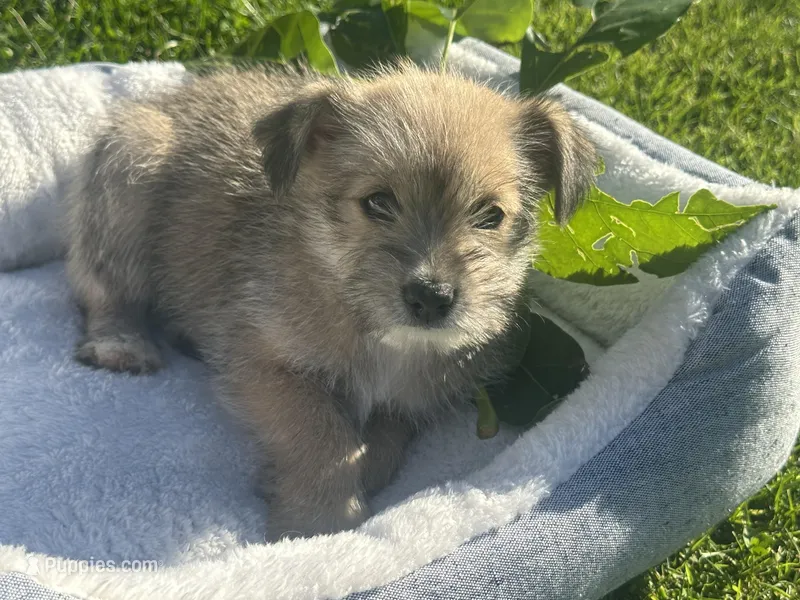 Nema – Miniature Schnauzer, Pomeranian puppy for sale in Stockton, CA