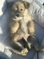 Nema, a female Miniature Schnauzer and Pomeranian for sale in Stockton, CA – Photo 2 of 6