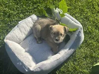 Nema, a female Miniature Schnauzer and Pomeranian for sale in Stockton, CA – Photo 5 of 6