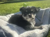 Peanut, a male Miniature Schnauzer and Pomeranian for sale in Stockton, CA – Photo 4 of 5