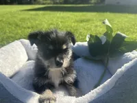 Peanut, a male Miniature Schnauzer and Pomeranian for sale in Stockton, CA – Photo 2 of 5