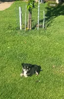 Peanut, a male Miniature Schnauzer and Pomeranian for sale in Stockton, CA – Photo 5 of 5