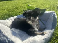 Peanut, a male Miniature Schnauzer and Pomeranian for sale in Stockton, CA – Photo 3 of 5